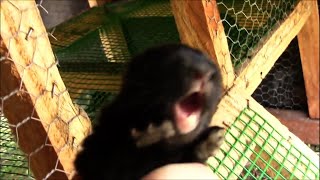 Baby Rabbit Squeals Until It Dies From Fear