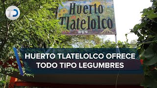 Desde tomates, lechugas y guayabas son algunas frutas o verduras que ofrece el huerto de tlatelolco