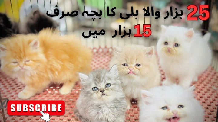 Video 7395231: persian cat kitten, persian punch face kitten, baby cat born, home pets, best pets