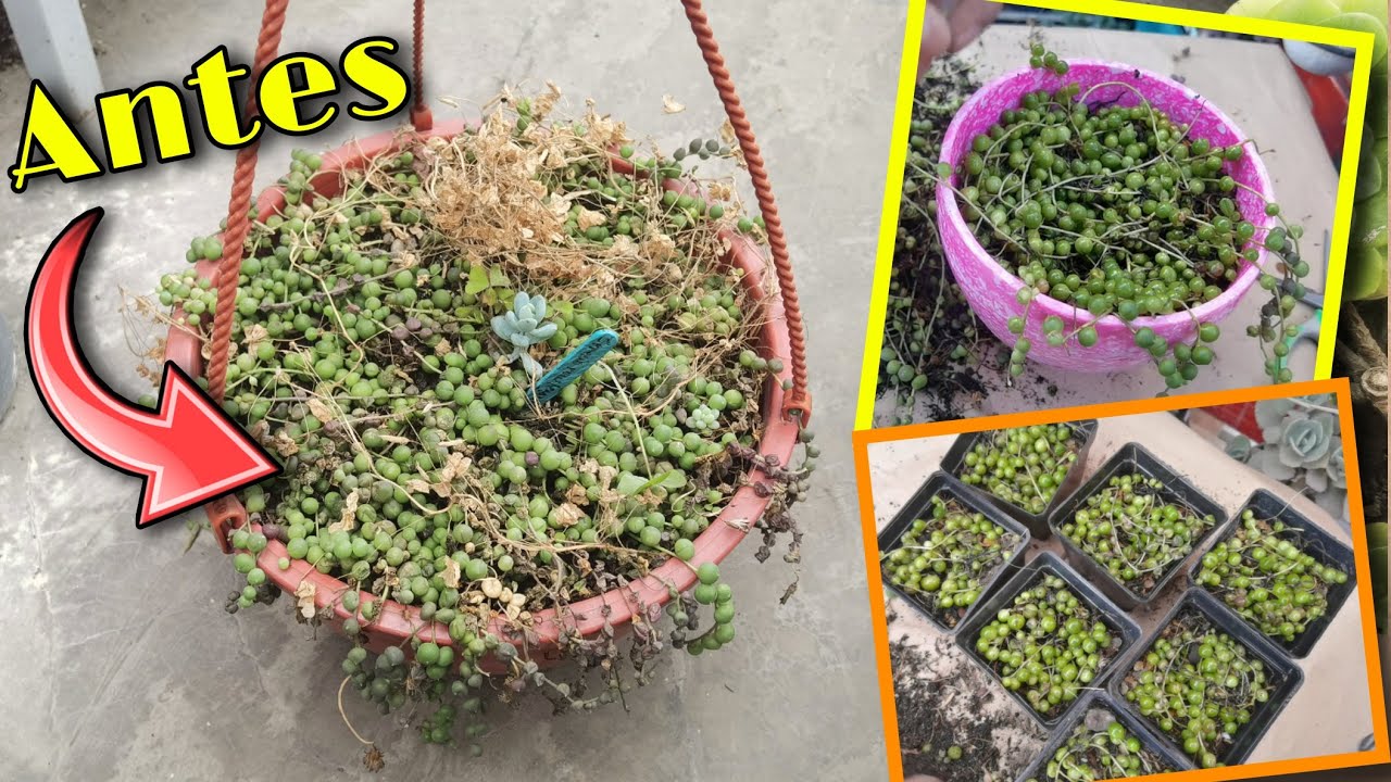 Reproducción y trasplante FACIL de SENECIO ROWLEYANUS  🌱 | Jardines by Angie