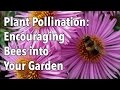 Plant Pollination - How to Encourage Pollinating Bees into Your Garden Plant Pollination - How to Encourage Pollinating Bees into Your Garden