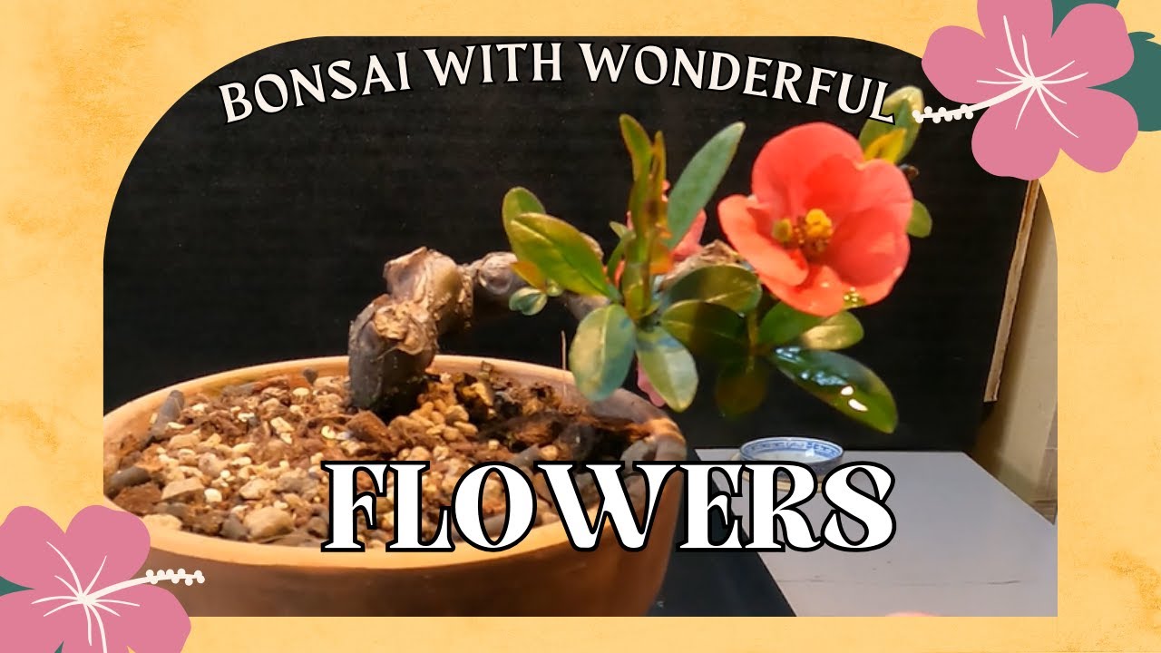 Chaenomeles Japonica Bonsai - Spring Flowers (Bonsai Diary) #30