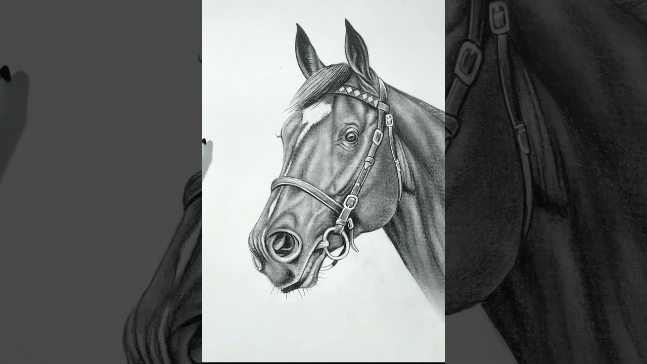 Drawing Horse head with Pencil 
