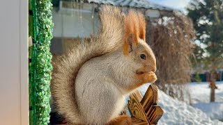 The Squirrel Doesnt Want To Leave. Белка Не Хочет Уходить