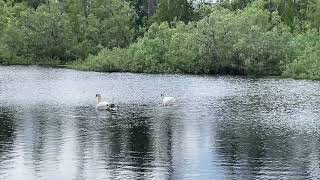 Sunny Walk by the Lake: Surprise Swan Family Encounter! ☀️