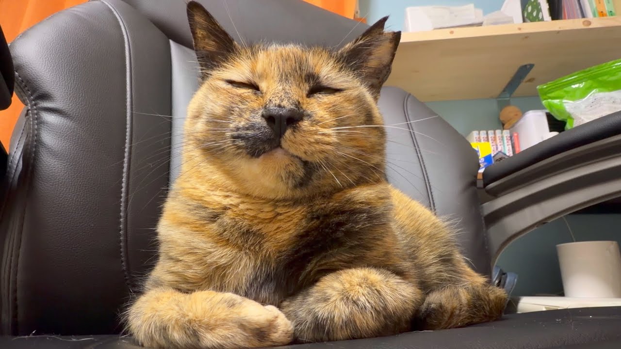 【密着取材】ズー社長の仕事っぷりが可愛すぎる…。【サブチャン１０本記念】