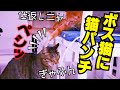 ボス猫に新入り猫が猫パンチ!!!!!