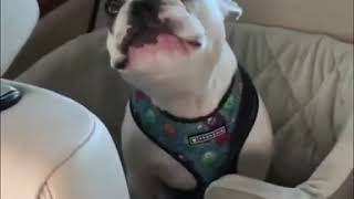 Best Video from 9gag