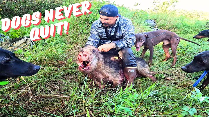 The Beast Ran, But the Dogs Ran Harder: Hog Hunting Hawaii