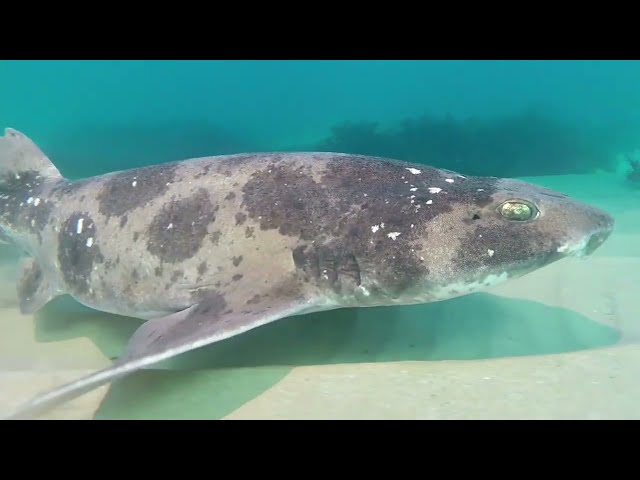 Facts: The Australian Swell Shark (Draughtboard Shark) class=