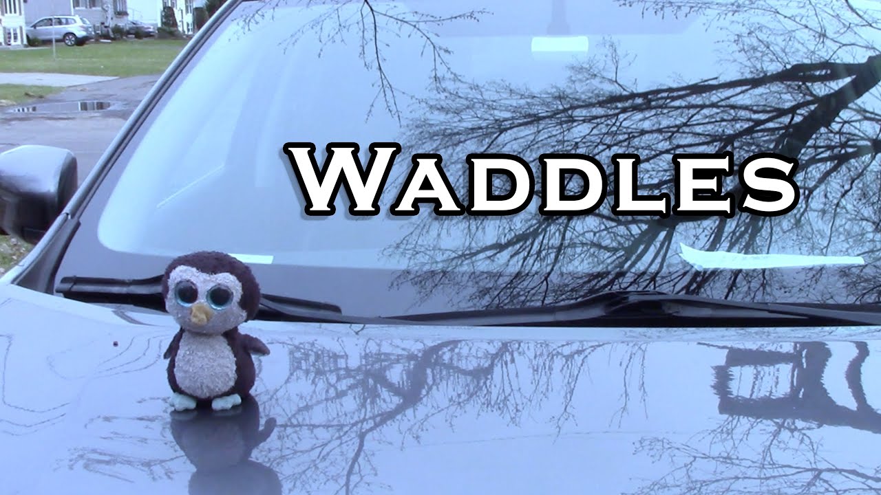 Waddles