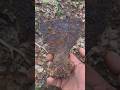 ww1 russian bunker excavation from rigasfrontline easternfront #german #ww1 #digging #deus #ww2