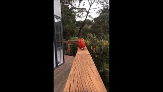 Cute Aussie Bird Wobble Compilation