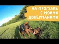 Веселая прогулка с моими доберманами