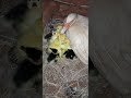 Bata Batamaji Mifugo Duck Mifugotz Animals Ufugaji Nature Chicken Birds Ducks Lovely Bata Batamaji Mifugo Duck Mifugotz Animals Ufugaji Nature Chicken Birds Ducks Lovely