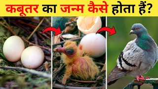 कबूतर का जीवन चक्र | Pigeon Life Cycle Video | Life Cycle Of Pigeon In Hindi | Kabutar Ka Janm