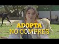 Pedigree Adoptame_KarolSevilla