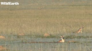 WildEarth - Sunrise  Safari - 26 June 2022