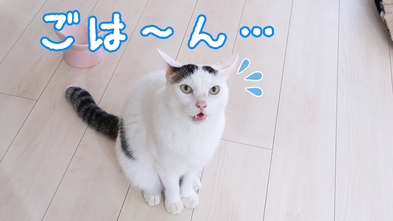 ママの作業を妨害しながらご飯アピールしてくる猫たち