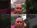 así te dice el señor si lo crees pronto te entregaré tu milagro entre tus manos