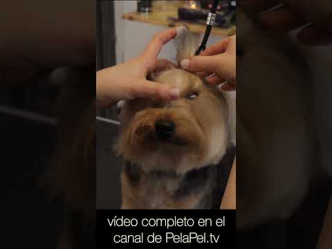 Video: Duración del Bichon Frise