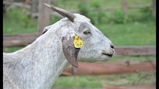 How to Select the best Breeding Goats for your Farm