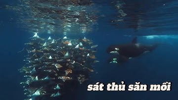 CÁ VOI SÁT THỦ SĂN MỒI/#thegioidongvat