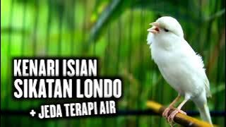 SUARA MASTERAN KENARI ISIAN SIKATAN LONDO #1