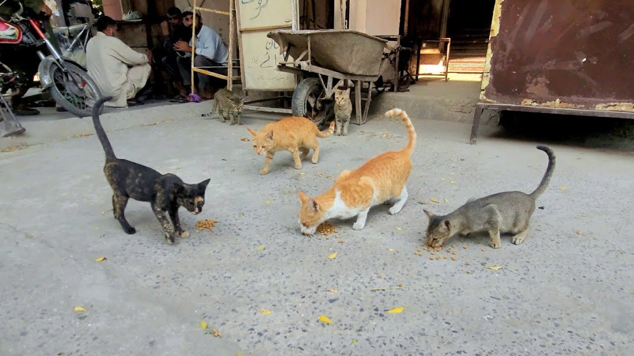 Abandoned Kitten Gets a Second Chance and a Beautiful New Life