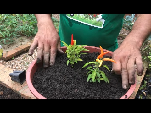 Vídeo: Cultivando pimentas tailandesas: cuidando e usando pimentas tailandesas