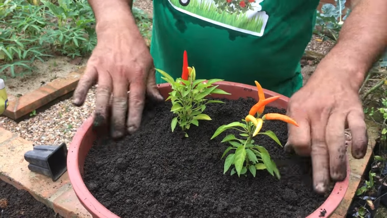 Como plantar pimenta dedo de moça em vasos e canteiros - YouTube