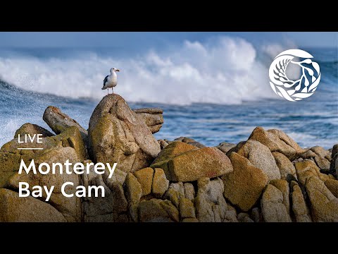 Côte avec plages Diffusion en direct