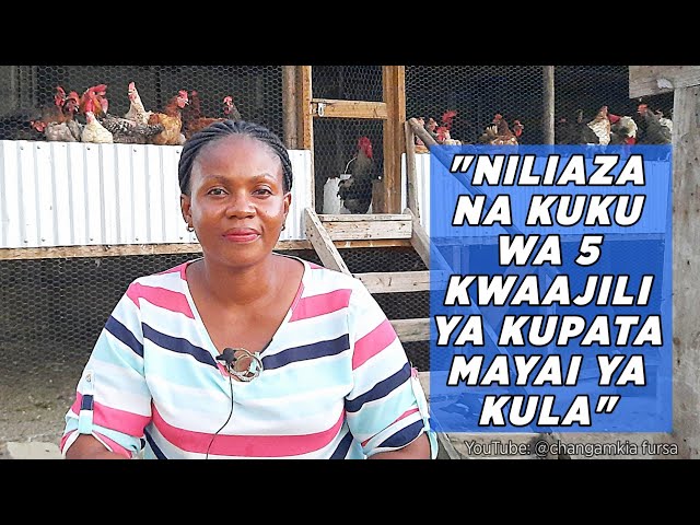 Sasa Nafuga Kuku Chotara Kibiashara, Zaidi ya Kuku 700 wa Rika Tofauti class=