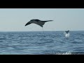 Giant Eagle Rays Launching Themselves into the Air 🌊 Epic Animal Migrations | Smithsonian Channel