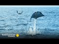 Giant Eagle Rays and Pelagic Red Crabs