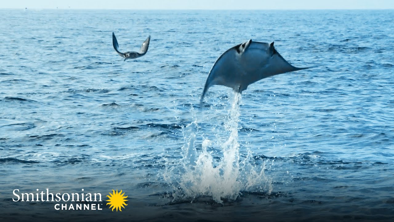 Giant Eagle Rays Launching Themselves into the Air 🌊 Epic Animal Migrations Smithsonian