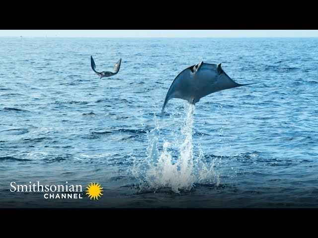 Giant Eagle Rays Launching Themselves into the Air 🌊 Epic Animal Migrations | Smithsonian Channel class=