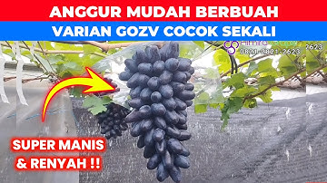 Anggur Gozv Mudah Berbuah & Genjah Rasanya Manis Dan Renyah