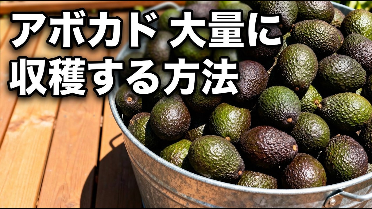 【一生収穫できる】アボカドを無限に育てる方法を教えます【家庭菜園】【初心者必見】