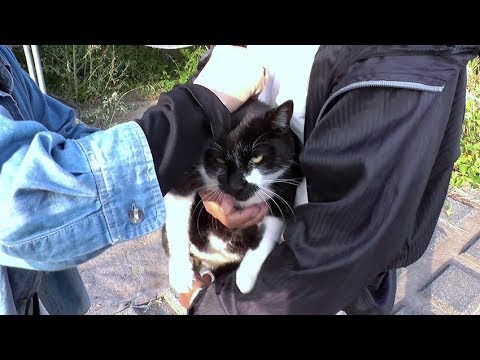 地域猫】月初恒例のノミ・ダニ駆除！嫌がる猫達の反応に個性が現れる 