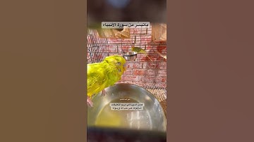 #سورة_الأنبياء #قرآن #عبدالباسط_عبدالصمد #مصر #طيور #البادجي #quran #birds #budgies #america #love