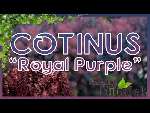 Video: Scumpia "Royal Purple" (40 Fotografija): Sadnja I Njega Kožne šljake "Royal Violet", Opis Sorte, Zimske čvrstoće I Primjeri U Pejzažnom Dizajnu