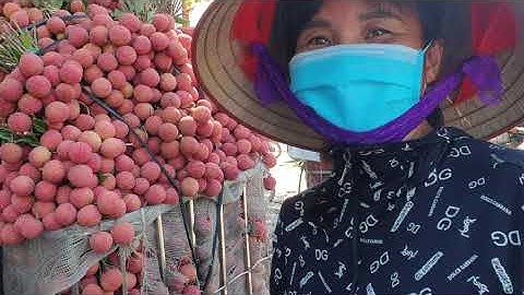 9h Sáng Ngã Ba Cầu Chét Tắc Đường Nhẹ, Giá Vải Nhích Lên l Vải Thiều Lục Ngạn Bắc Giang