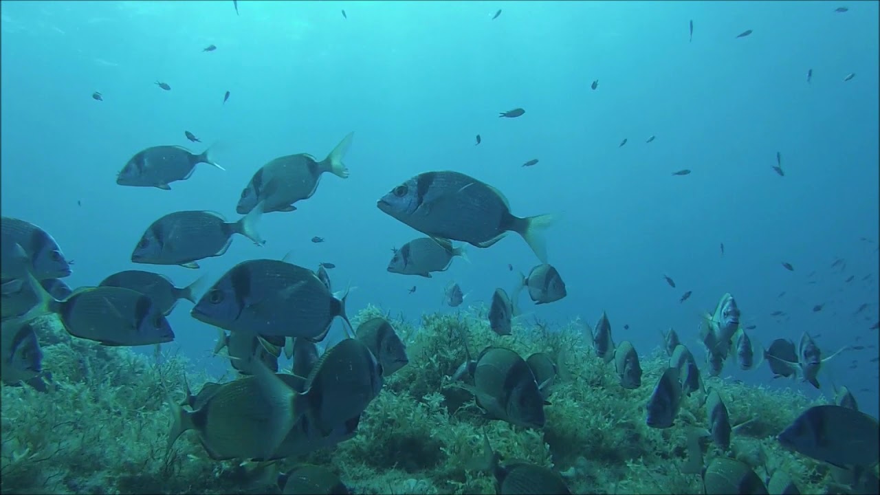 Two Banded Seabream - Sea Stuff - www.seastuff.com