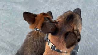 Walking with two dogs!