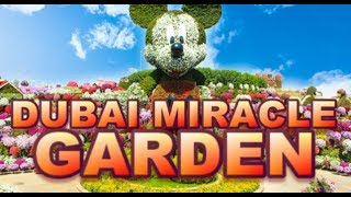 Dubai miracle garden is featuring giant floral structures of famous
disney characters including mickey mouse, minnie daisy duck, donald
pluto, g...