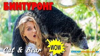 БИНТУРОНГ — добрый Медветокот :) с, который пахнет попкорном