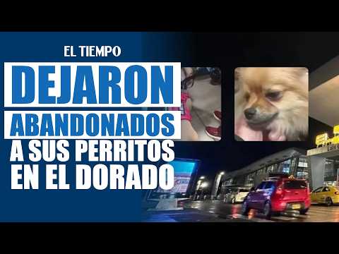 Two dogs abandoned at El Dorado after arriving in Colombia without the required documents