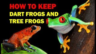 How to keep Dart Frogs and Tree Frogs (Weird and Wonderful Pets Episode 9 of 15)