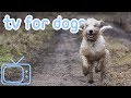 Walk My Dog TV - Cure Boredom and Entertain Your Dog! (NEW)